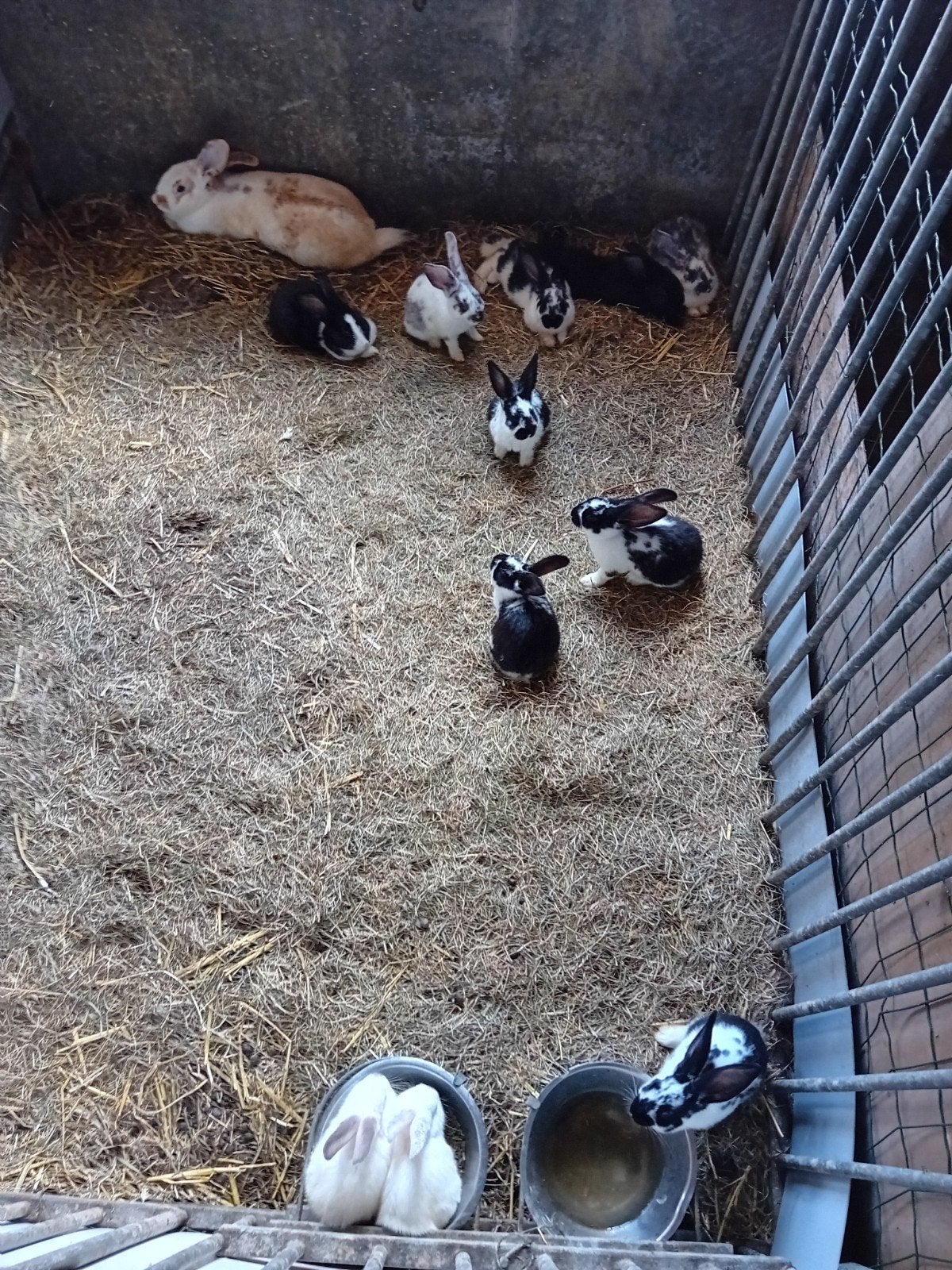 Jonge konijntjes, Dieren en Toebehoren, Meerdere dieren