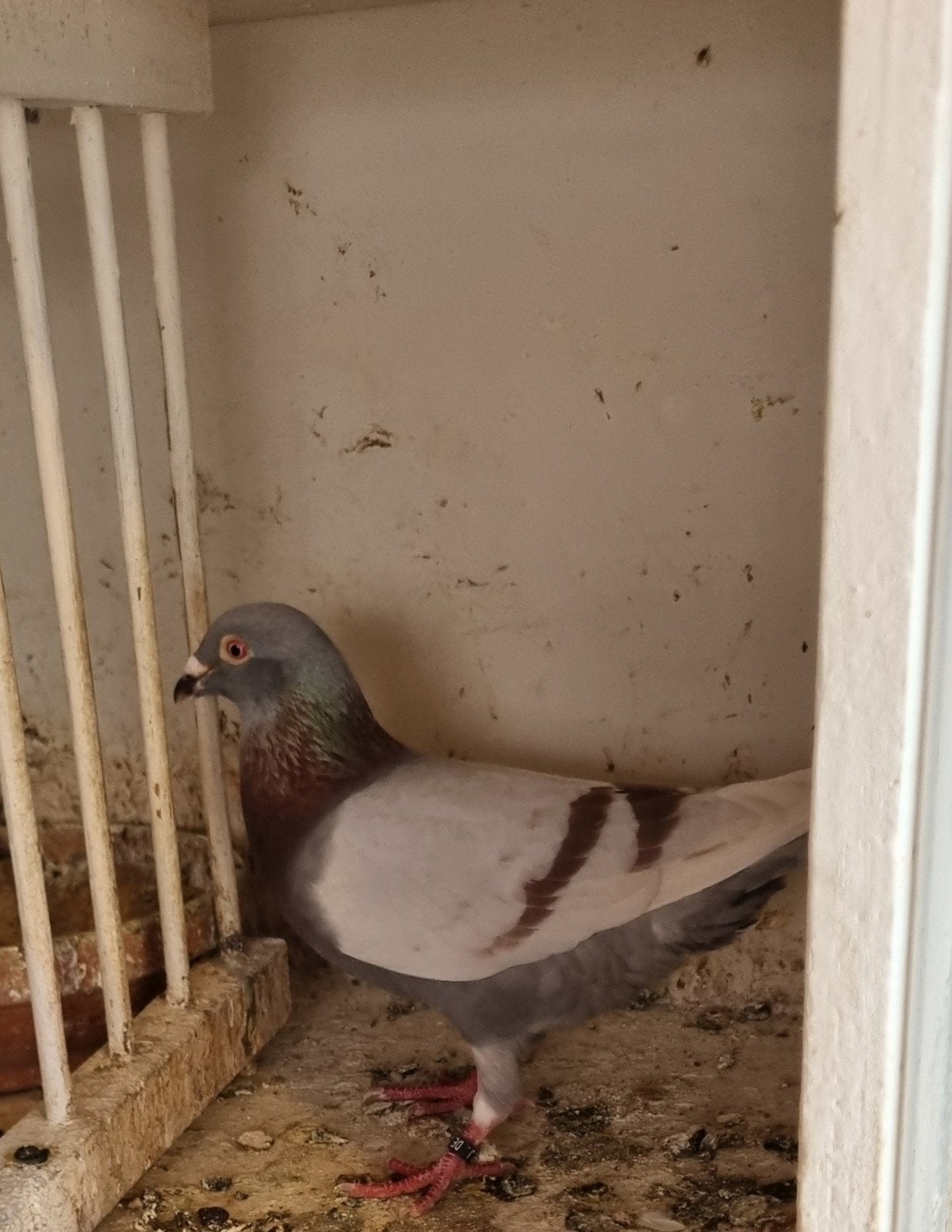 Postduiven doffer, Dieren en Toebehoren, Mannelijk, Postduif