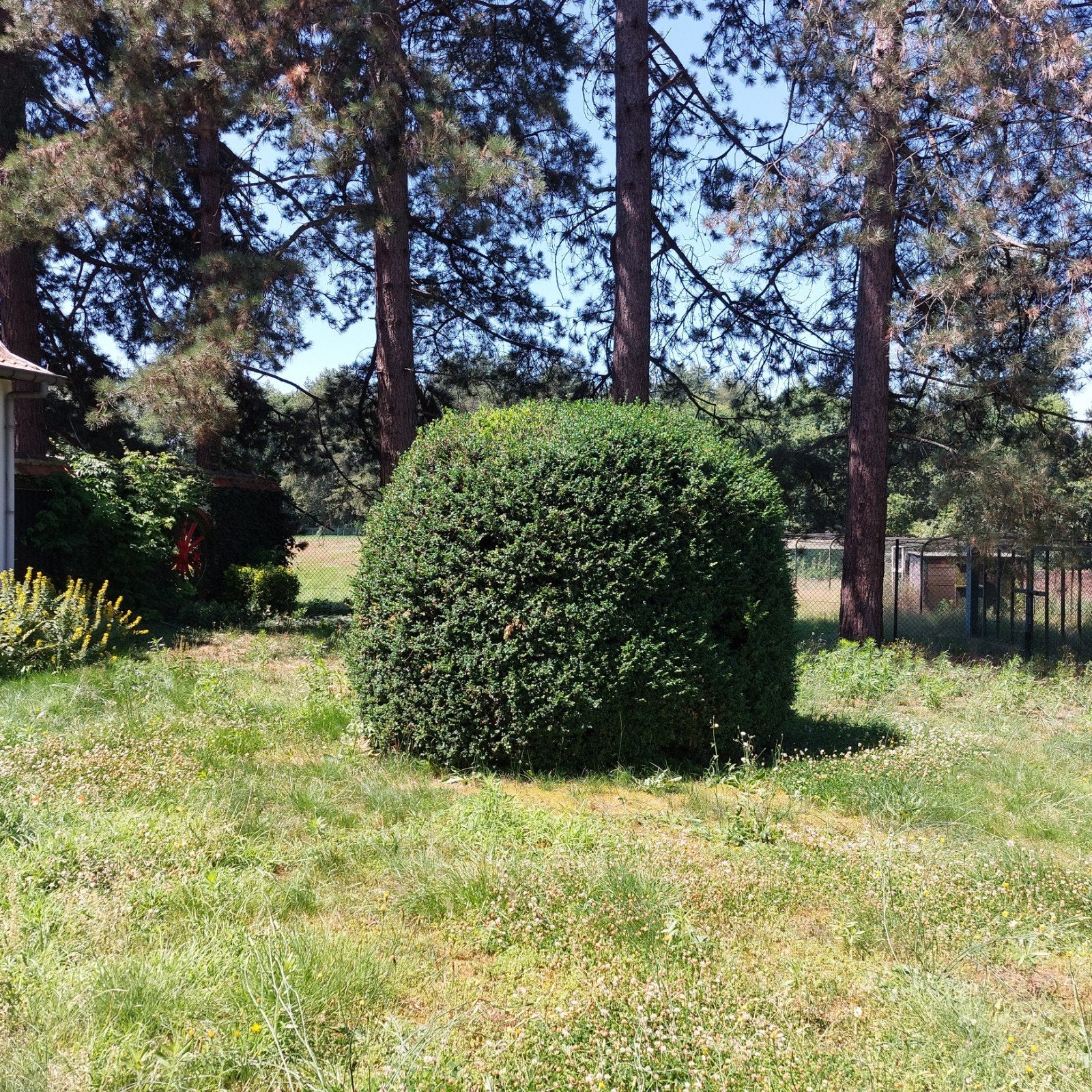Buxus bol 2,5 bij 3 meter, Laakdal België, Tuin en Terras, Ophalen, Buxus, 250 cm of meer