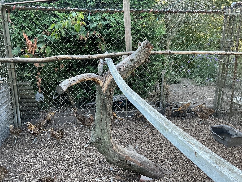 Fazanten, Meerdere dieren, Overige soorten