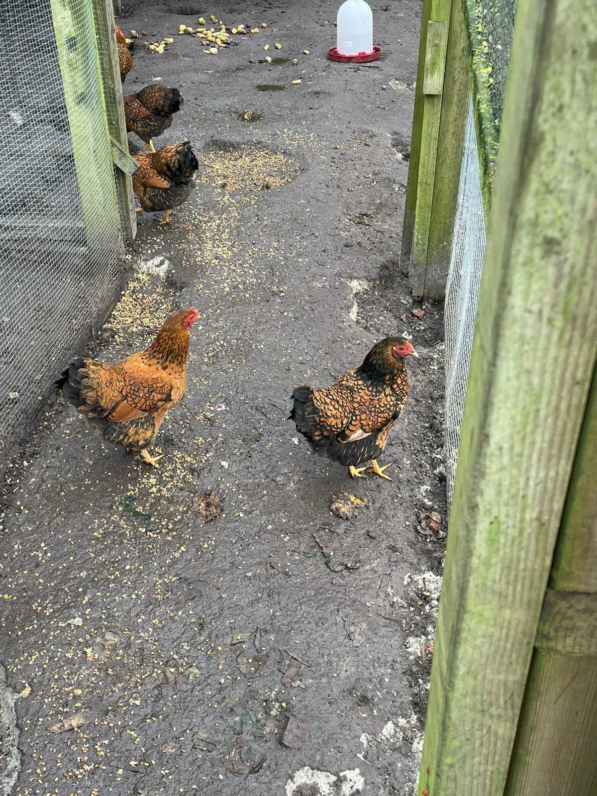 Te koop: Wyandotte krielkippen, Dieren en Toebehoren, Pluimvee, Vrouwelijk, Kip