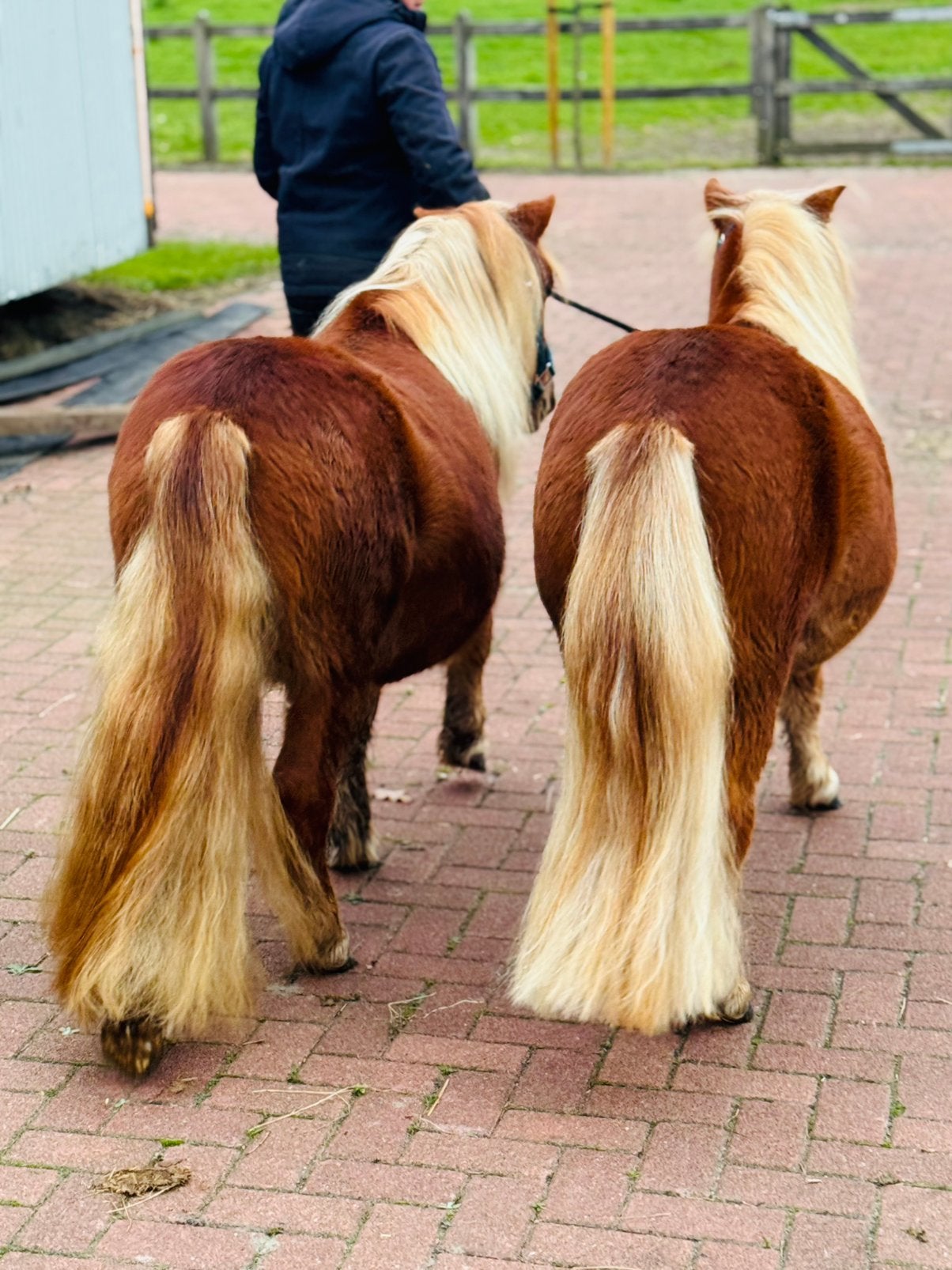 ❣️❣️Twee prachtige grote maat shetlanders(ruinen)❣️❣️, Ruin, A pony (tot 1.17m), Met stamboom