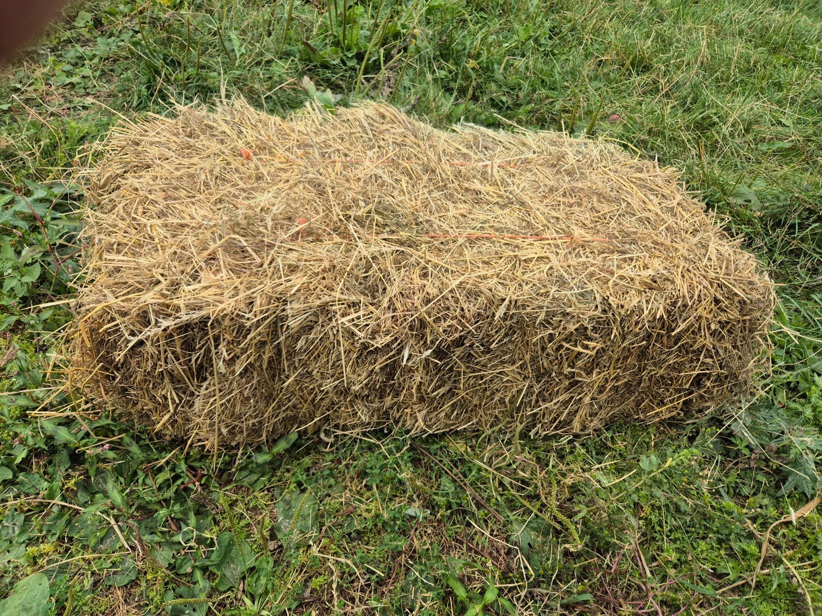 kleine baaltjes hooi,  grofstengelig, ca 18kg per baaltje, Ophalen, Vee