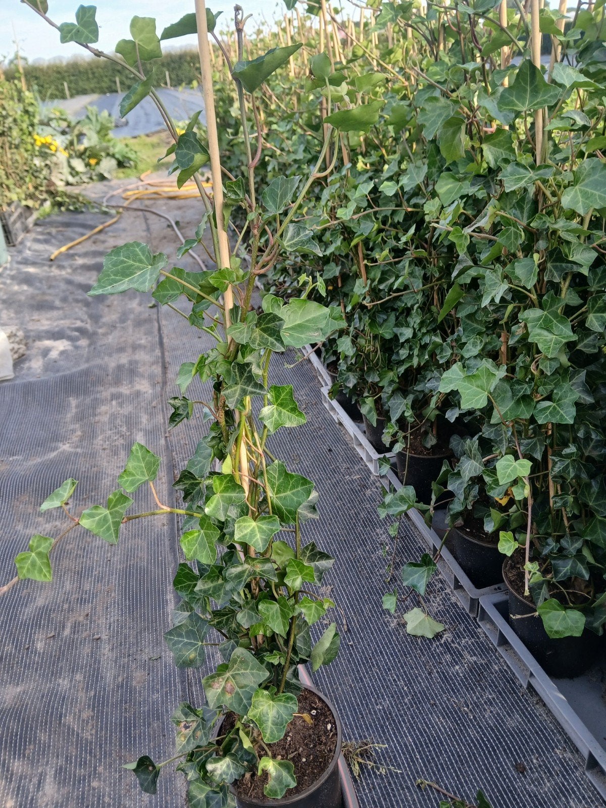 hedera, Ophalen, Vaste plant, Bloeit niet, Halfschaduw