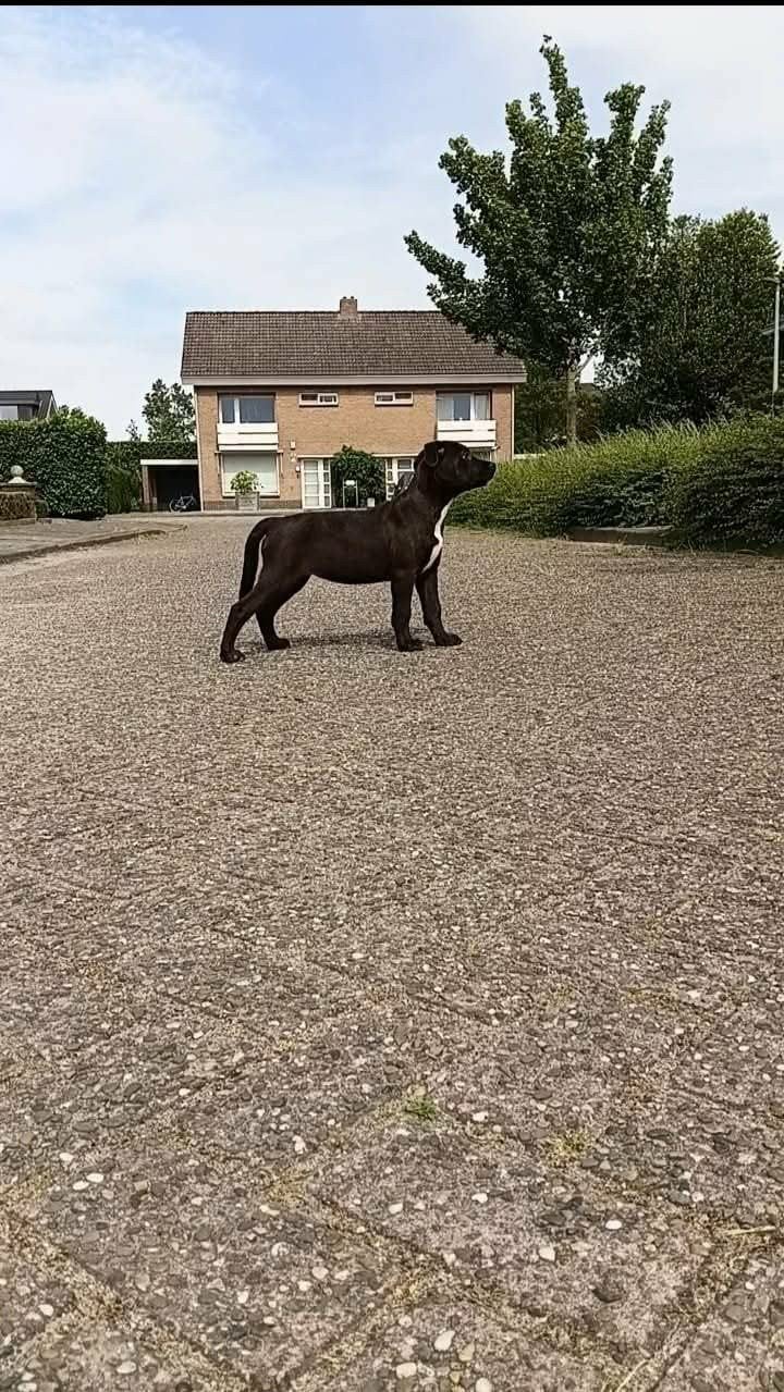 Pittweiler pup teefje, Dieren en Toebehoren, België, Particulier, Overige rassen, 8 tot 15 weken