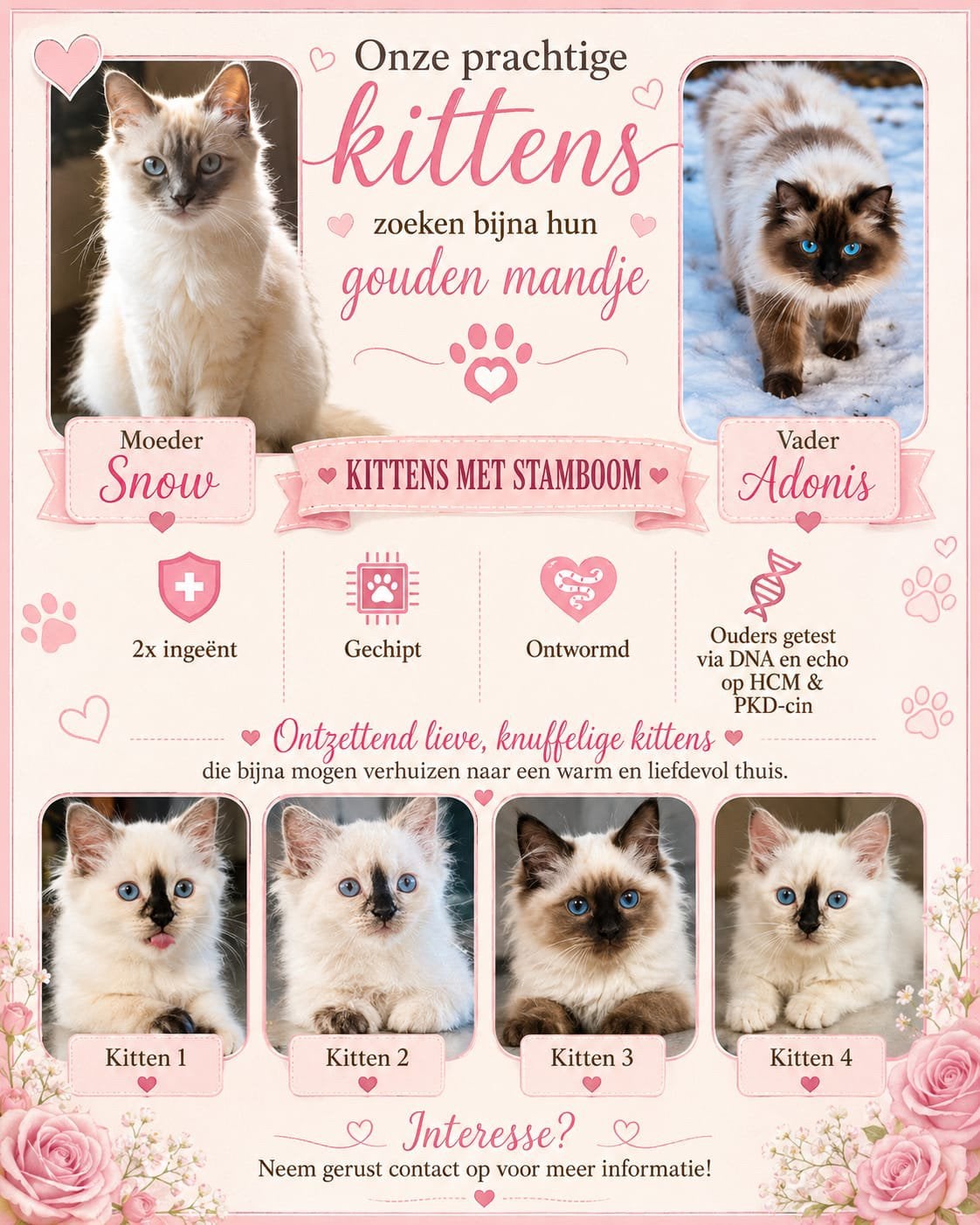 4 Ragdoll kittens met stamboom, Meerdere dieren, Met stamboom