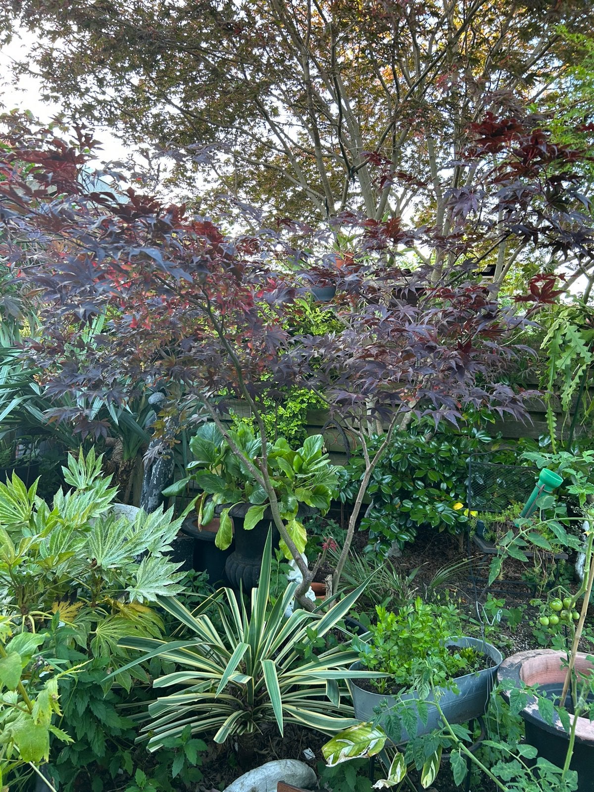 Grote japanse esdoorn, Tuin en Terras, Vaste plant, Halfschaduw, Zomer, Ophalen