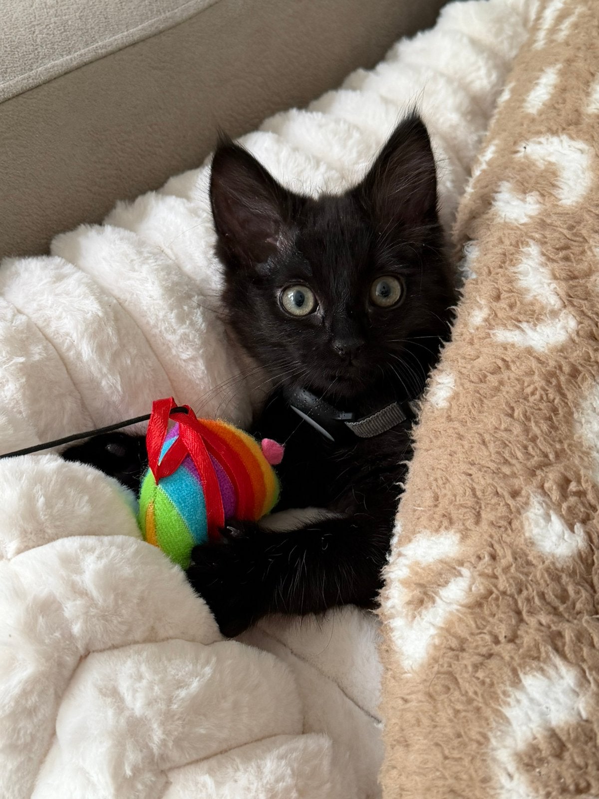 Maine Coon x Britse Korthaar kitten 🖤, Kater