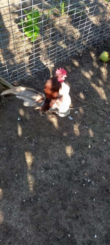Te koop 2x Serama ayam maleis haantjes, Dieren en Toebehoren, Mannelijk, Kip