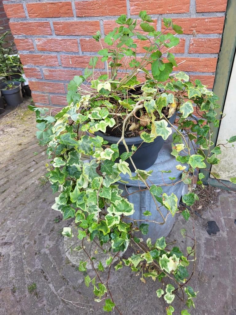 Pot met bonte klimop,en akelei, Ophalen, Overige soorten, 100 tot 250 cm