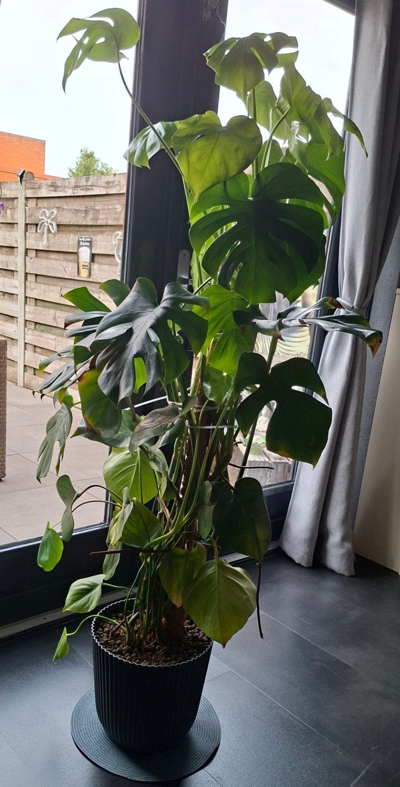 Grote Monstera Deliciosa - Kamerplant met mosstok, Huis en Inrichting, Ophalen, Overige soorten, Halfschaduw, In pot