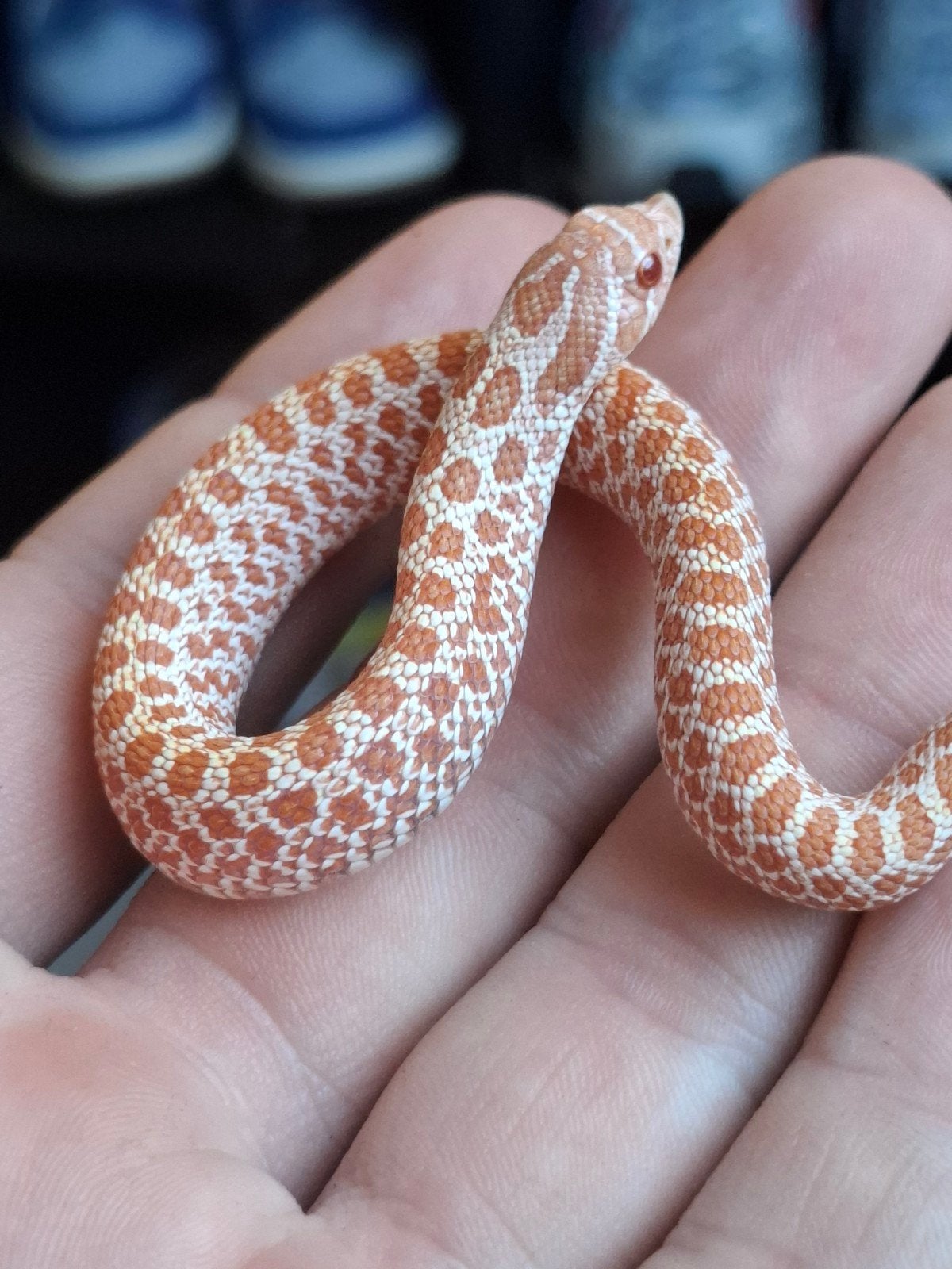 albino artic haakneus Hognose Snake photo 4