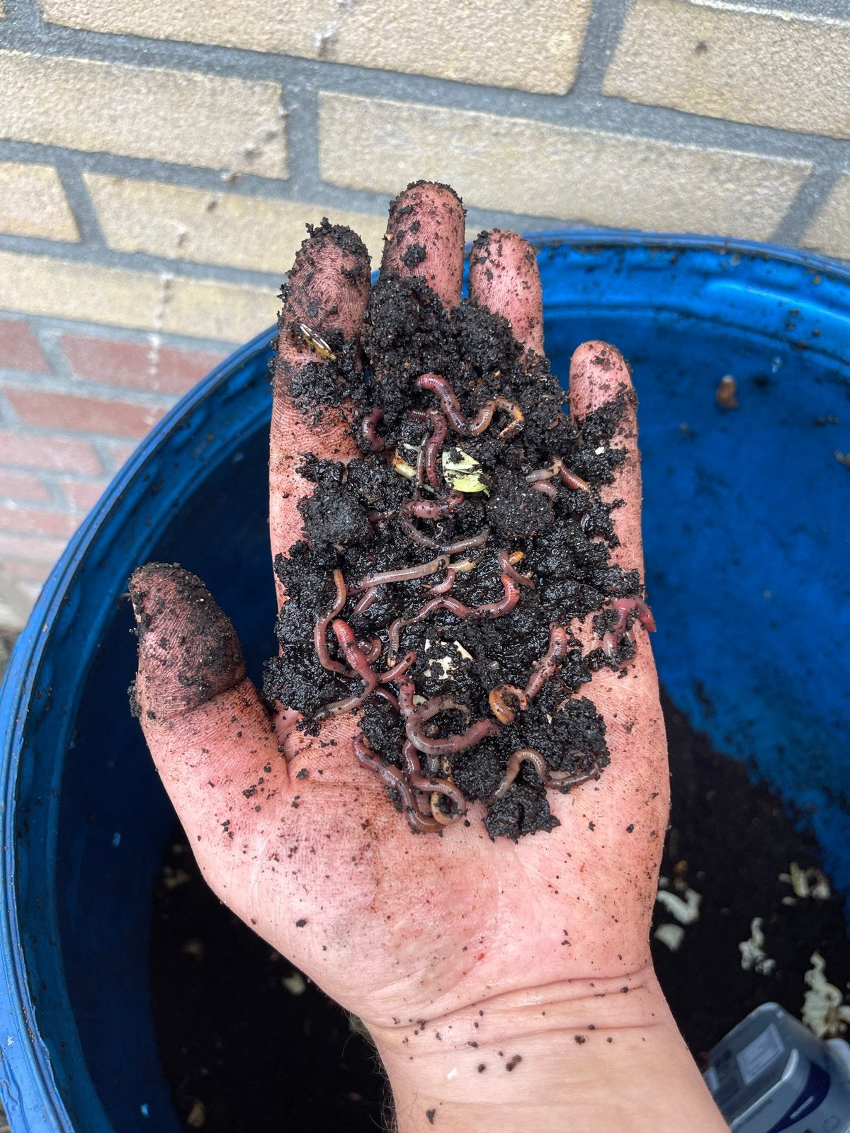Tijgerwormen/Compost wormen Goedkoop, groot en veel, Ophalen of Verzenden, Nieuw, Overige typen