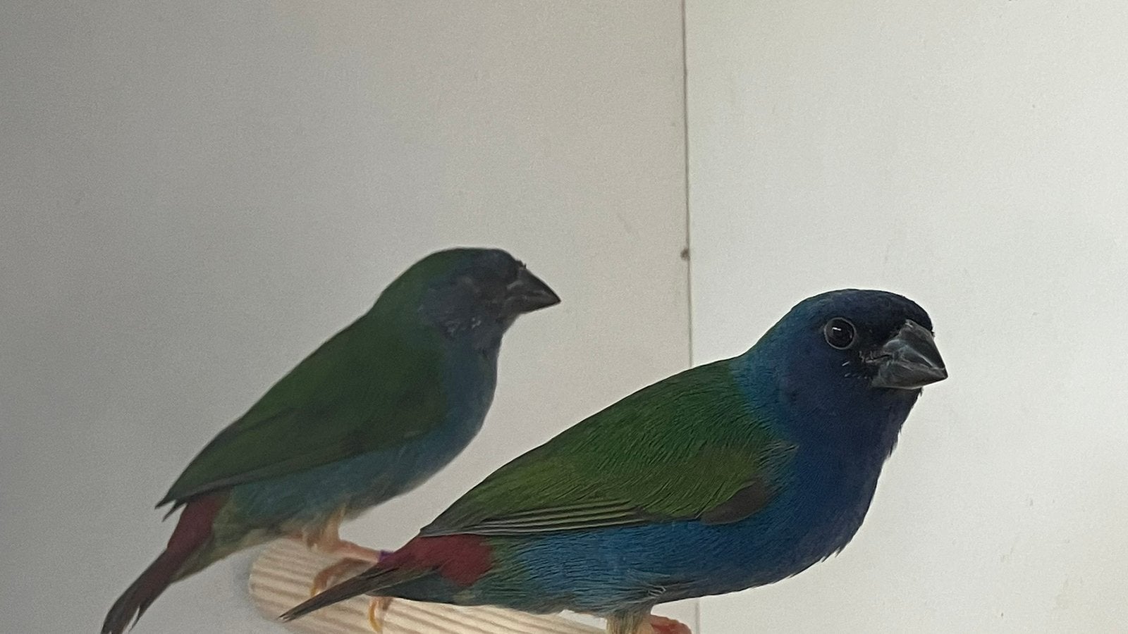 Te koop; koppel forbes papegaai amadines, Dieren en Toebehoren, Vogels | Overige Vogels, Meerdere dieren