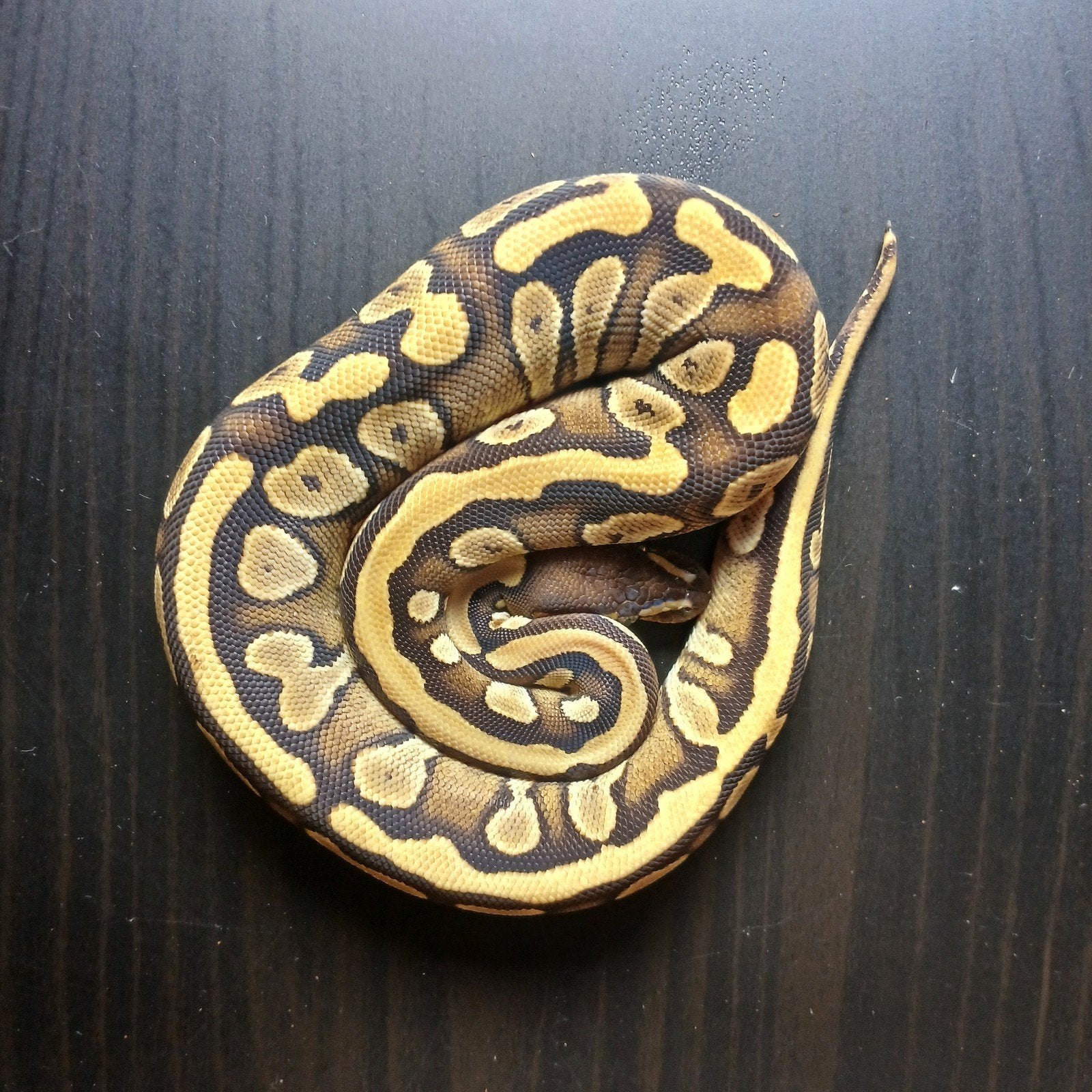 0.1 Mojave, Slang, 0 tot 2 jaar