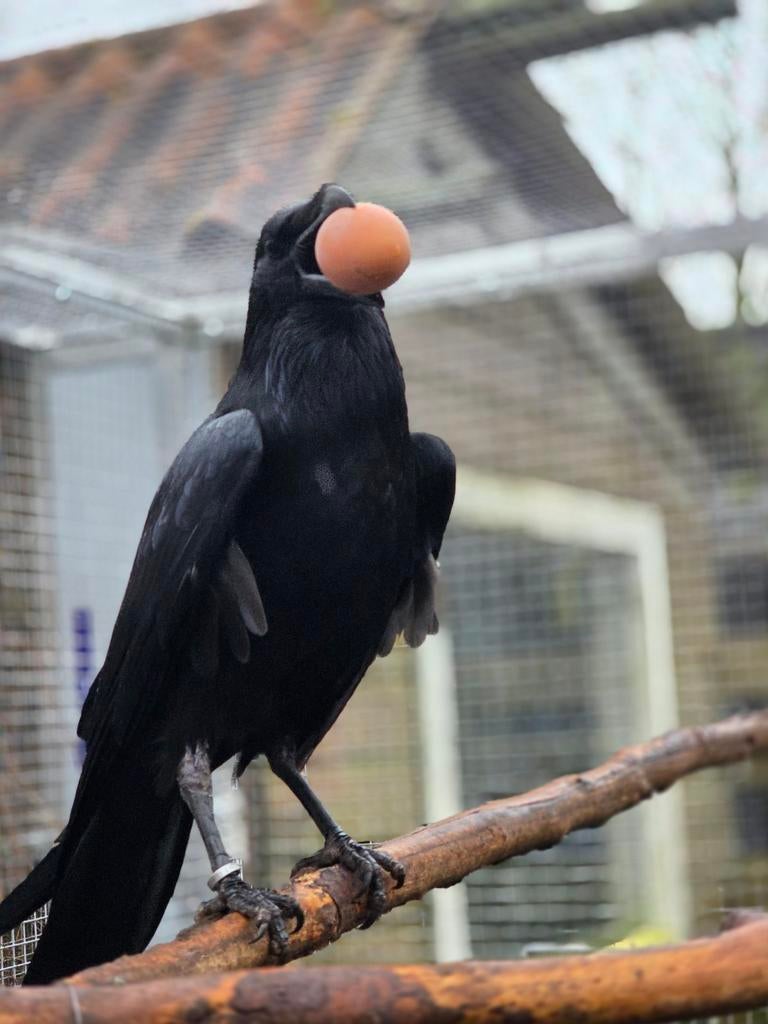 Jonge raven tam, Dieren en Toebehoren, Vogels | Overige Vogels, Meerdere dieren, Geringd
