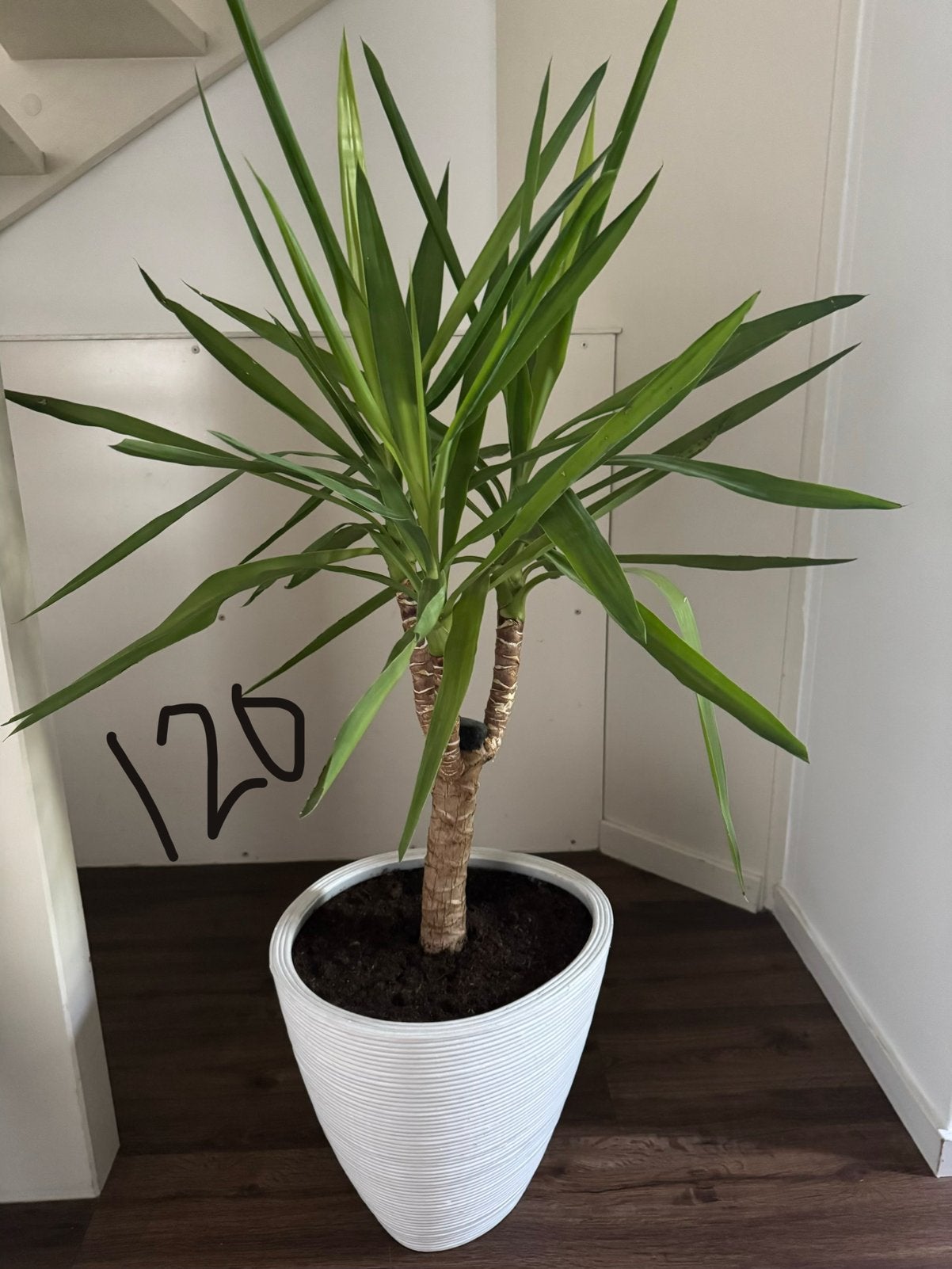 Gezonde Yucca Elephantipes (120 cm) inclusief witte IKEA pot, Huis en Inrichting, Kamerplanten, Ophalen, Halfschaduw