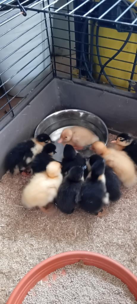 Kuikens Pommerse Eend, Dieren en Toebehoren, Pluimvee, Eend, Meerdere dieren