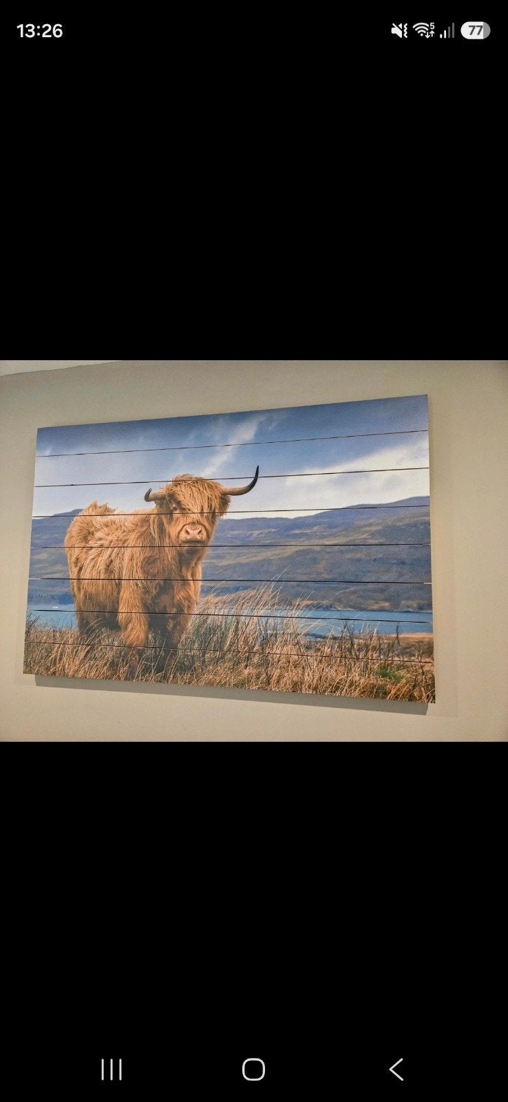 Schilderij Schotse Hooglander - Prachtige Wanddecoratie, Realistisch, Overige ondergronden, Dieren, Ophalen of Verzenden