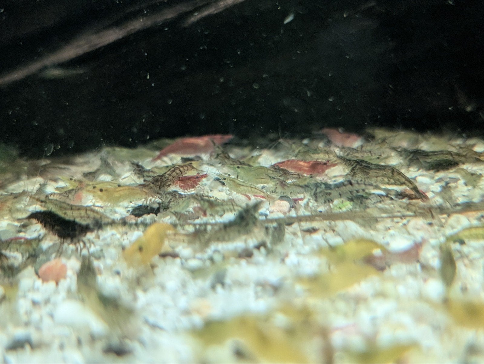 Garnalen mix (vooral kleurloze), Kreeft, Krab of Garnaal