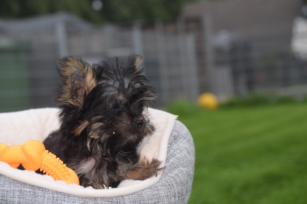 Yorkshire terrier pups nieuw nestje, Yorkshire Terriër, Nederland, Reu, 8 tot 15 weken