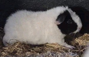 Nog 1 US teddy beertje beschikbaar, Dieren en Toebehoren, Knaagdieren, Cavia, Mannelijk, Juli, Tam