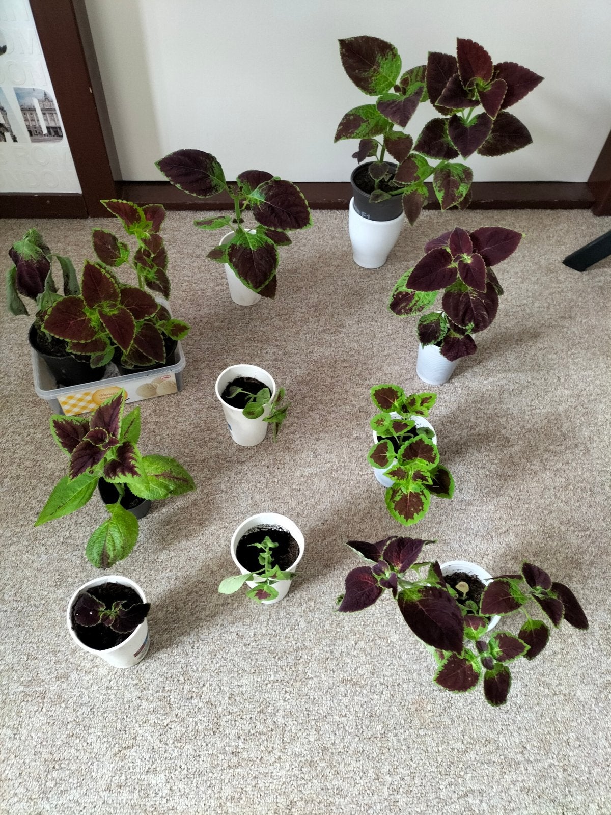 Stekjes van siernetels,graslelies en vaderplantjes, Ophalen of Verzenden, Halfschaduw, Minder dan 100 cm