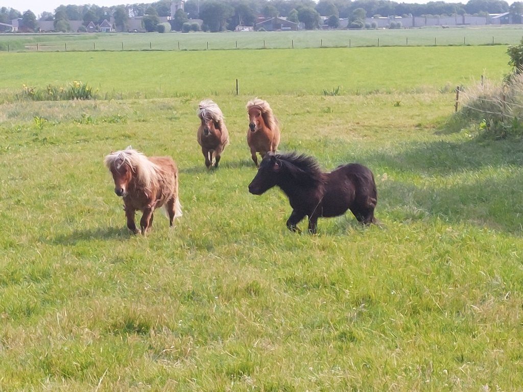 4  NSPS shetland jaarling hengsten halen 3  betalen, Met stamboom, 0 tot 2 jaar, Hengst, A pony (tot 1.17m)