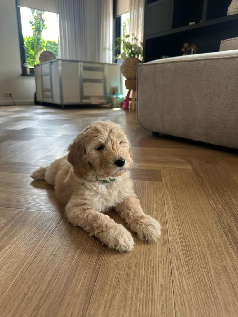 Prachtig Australian Labradoodle Teefje., Dieren en Toebehoren, 8 tot 15 weken, Teef, Parvo, Meerdere