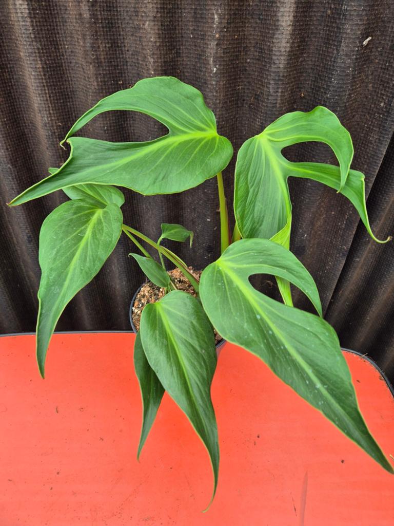 Monstera Burle Marx Flame p17 (A), Ophalen of Verzenden, Halfschaduw, Minder dan 100 cm