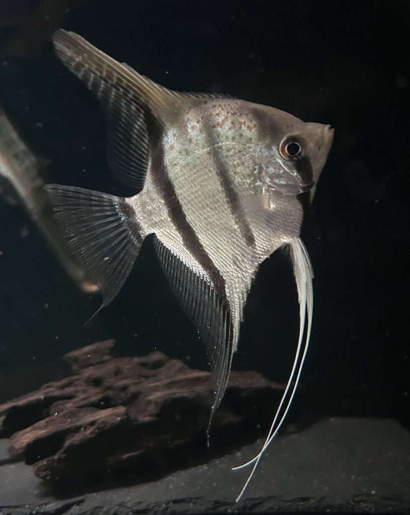 Pterophyllum sp. “Guyana Red Dragon” maanvis, Vis, Zoetwatervis