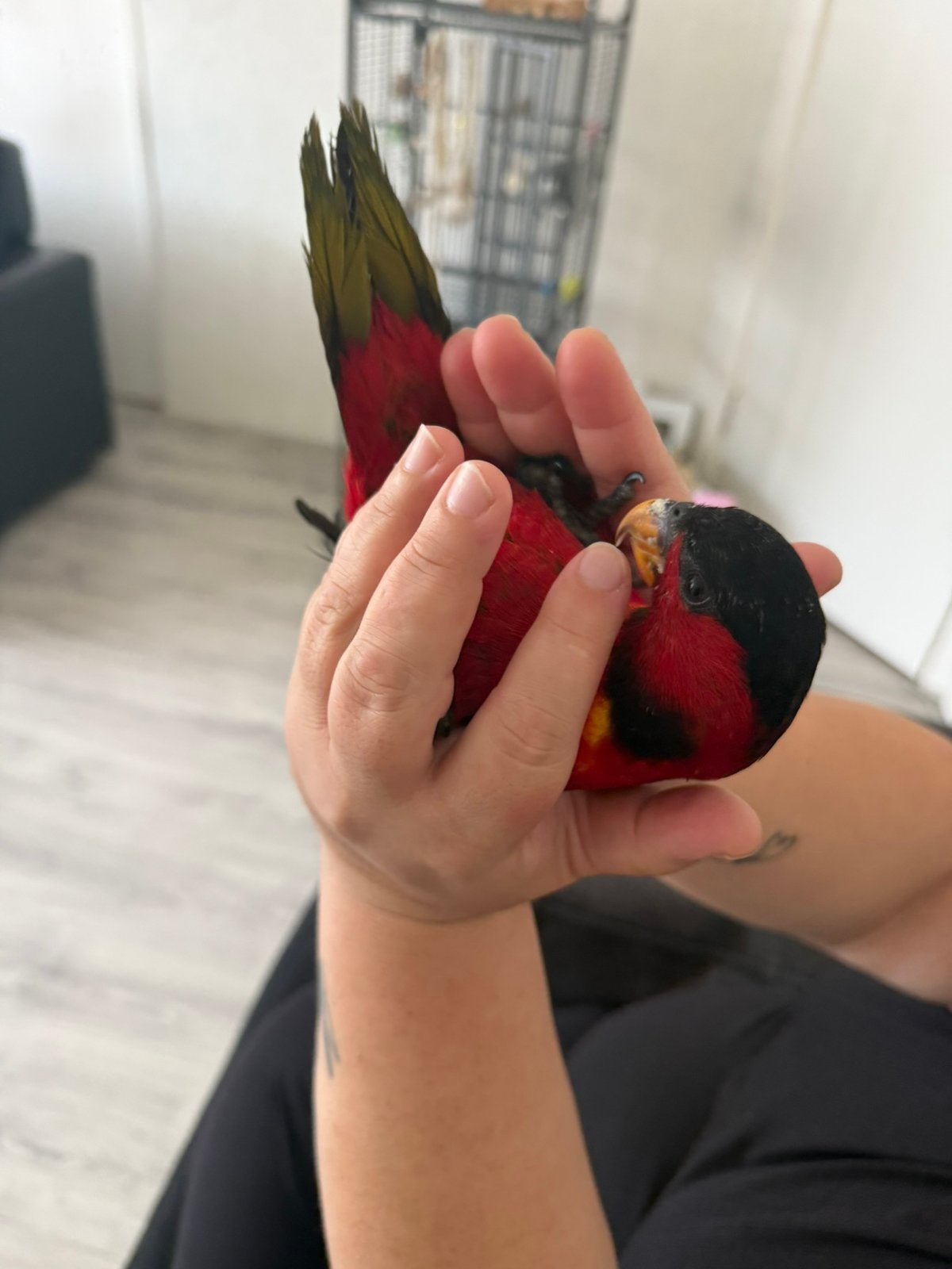 Hele unieke, jonge, lieve en tamme groenstaartlori papegaai, Dieren en Toebehoren, Vrouwelijk, Papegaai, Geringd