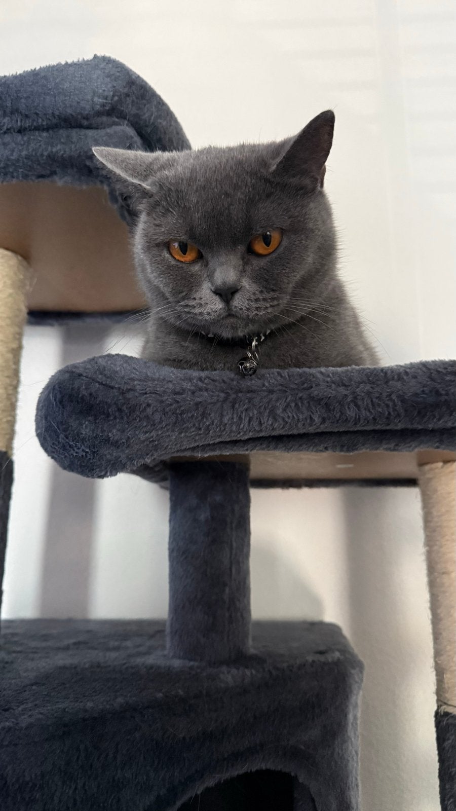 Britsekorthaar, Dieren en Toebehoren, Poes, Gechipt, 0 tot 2 jaar