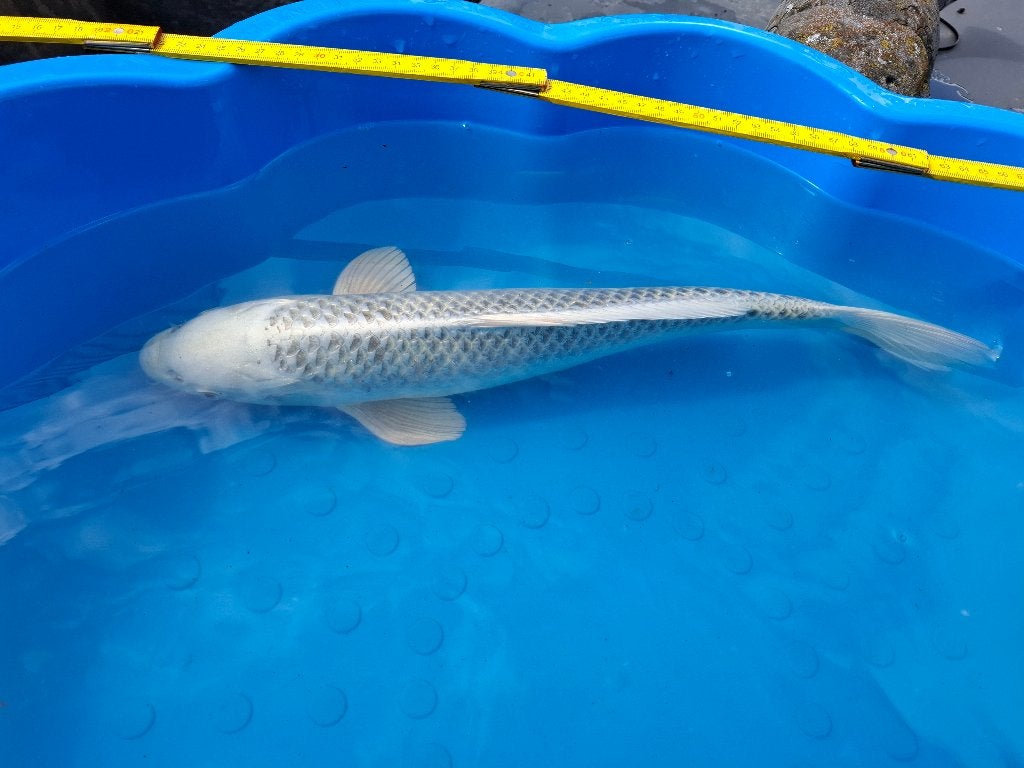 Diverse mooie japanse kois, Karper of Koi