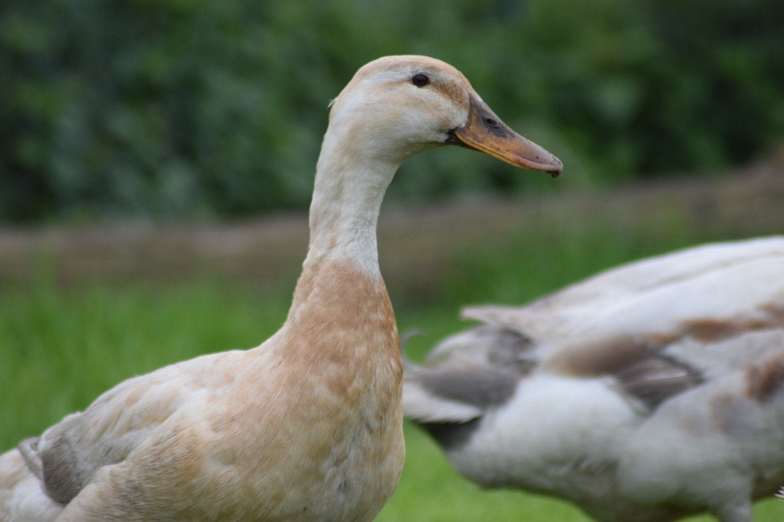 Trio saksische loopeenden, Meerdere dieren, Eend