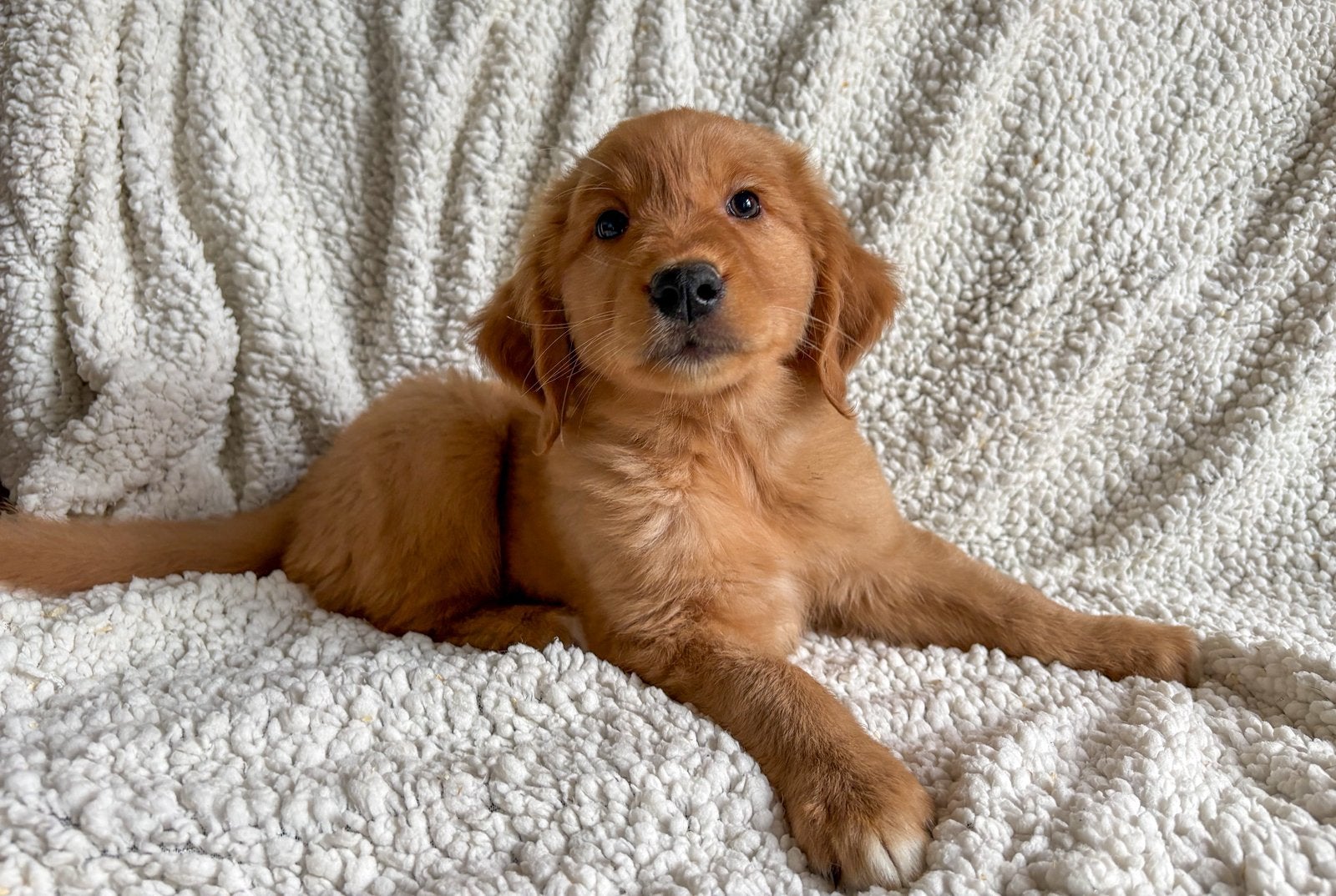Nova scotia duck tolling retriever X golden retriever, Parvo, Overige rassen, 8 tot 15 weken, Meerdere