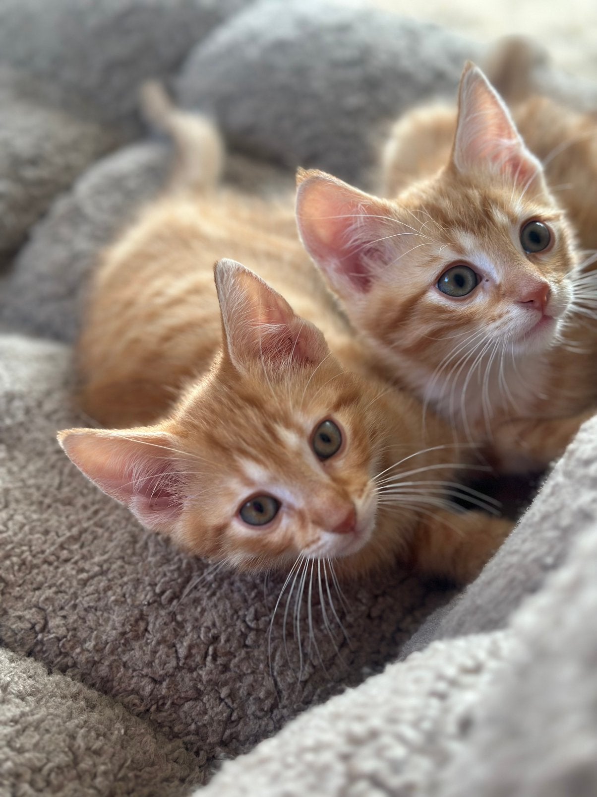 Kitten, Geslacht onbekend, 0 tot 2 jaar