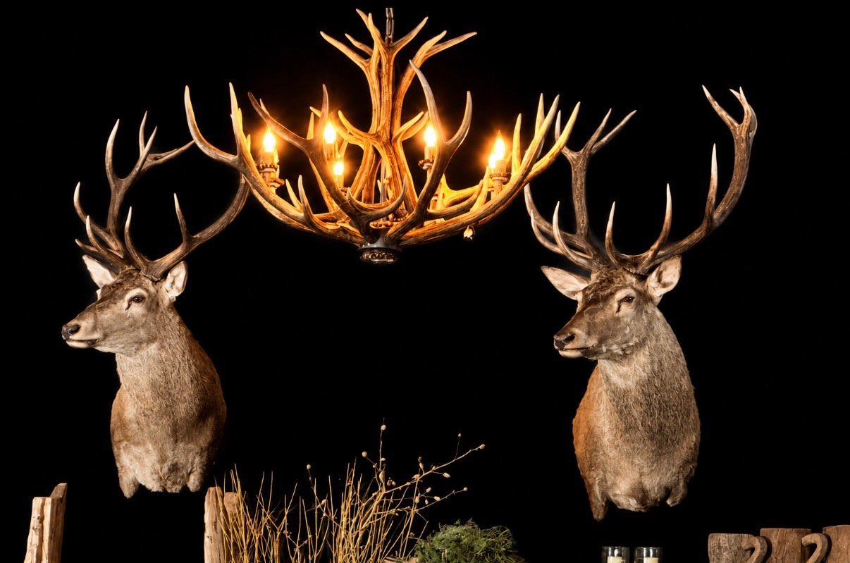 Edelhert hert  opgezet opgezette taxidermie veluwe hertenkop, Ophalen, Nieuw, Hert, Opgezet dier