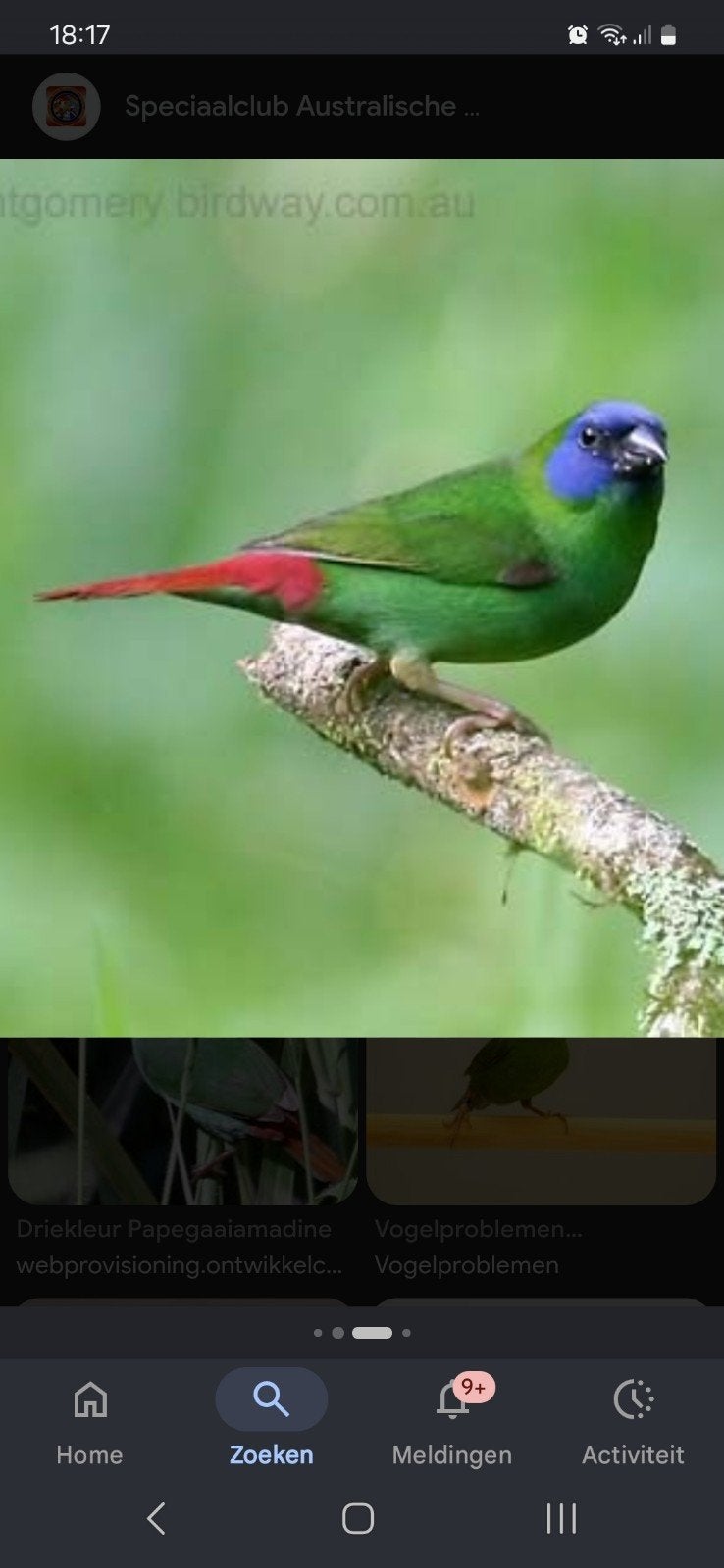 gevraagd: Driekleurpapagaaiamedine pop, Dieren en Toebehoren, Vogels | Overige Vogels, Vrouwelijk