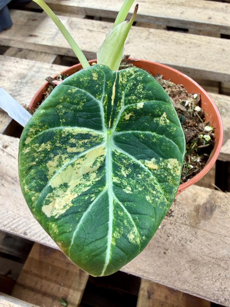 Alocasia Black Velvet Aurea P12, Huis en Inrichting, Kamerplanten, Ophalen of Verzenden