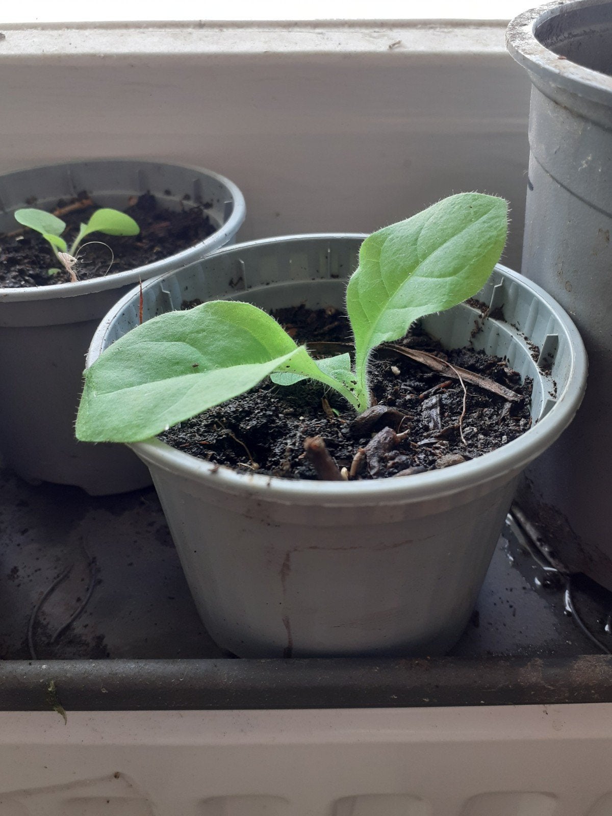 Tabaksplantjes - Jonge planten voor eigen kweek, Volle zon, Eenjarig, Zomer, Ophalen