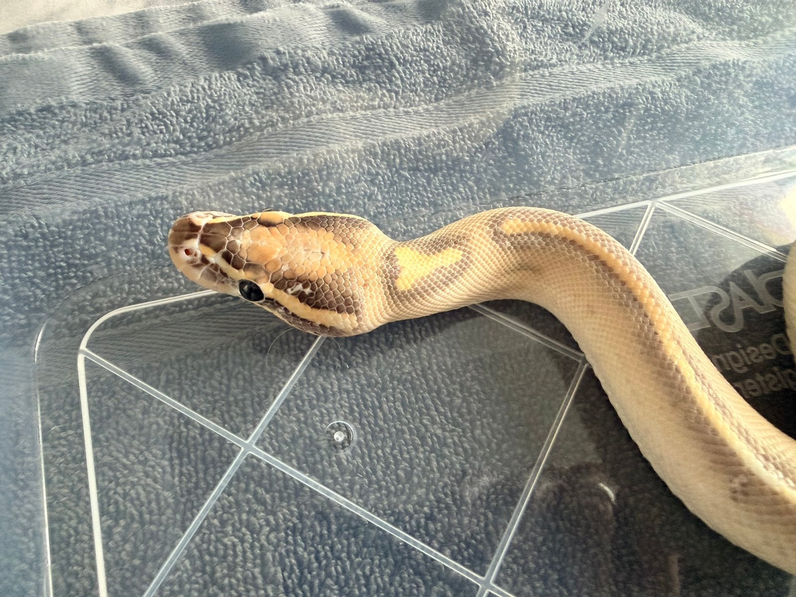 Koningspython 1.0 Ball Python photo 4