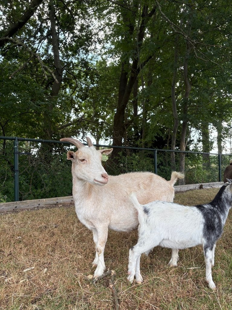 3 dwerggeiten te koop, Dieren en Toebehoren, Schapen, Geiten en Varkens, Geit, Meerdere dieren, 0 tot 2 jaar