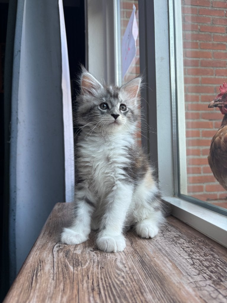 Maine coon kittens, Dieren en Toebehoren, Poes, Gechipt, 0 tot 2 jaar
