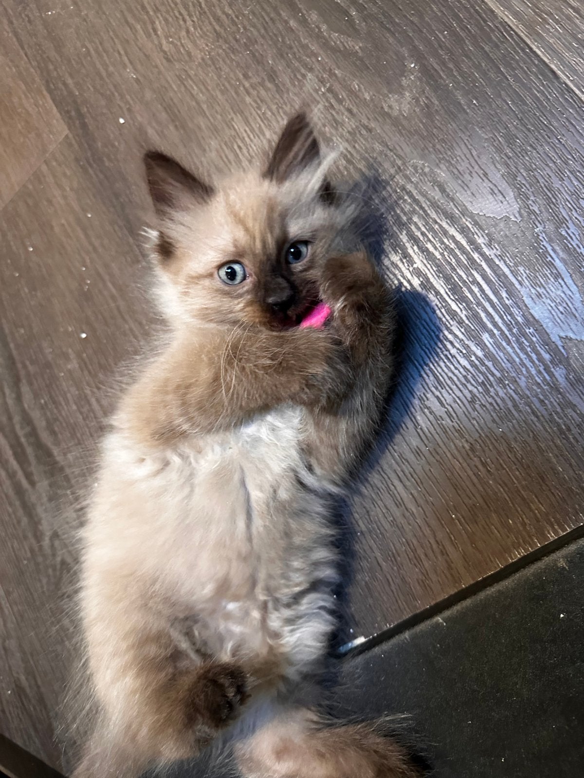100% ragdoll kittens   seal mink—seal point—blue mink, Meerdere dieren, Gechipt, 0 tot 2 jaar