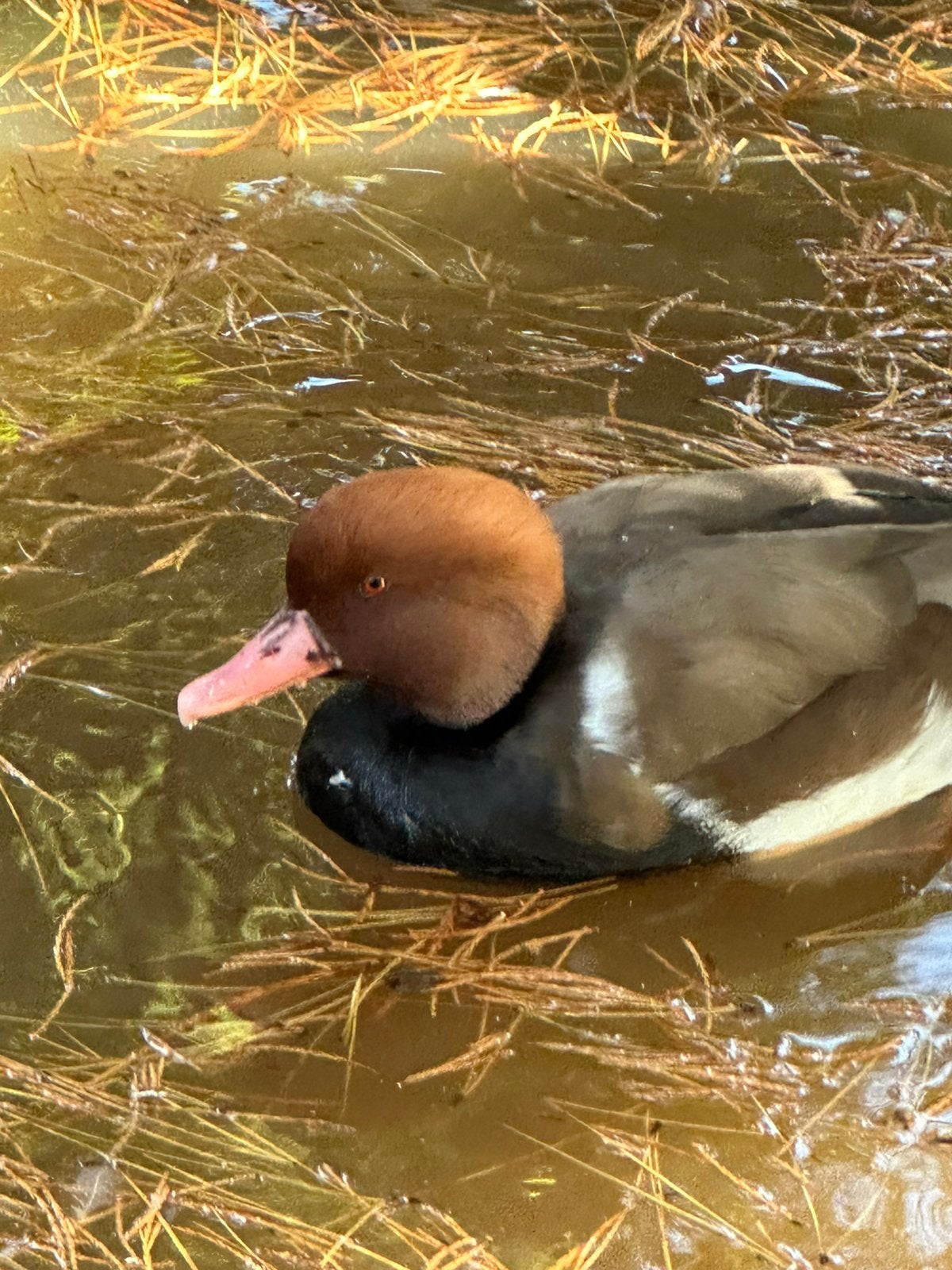 Kroon eend man, Dieren en Toebehoren, Mannelijk, Eend