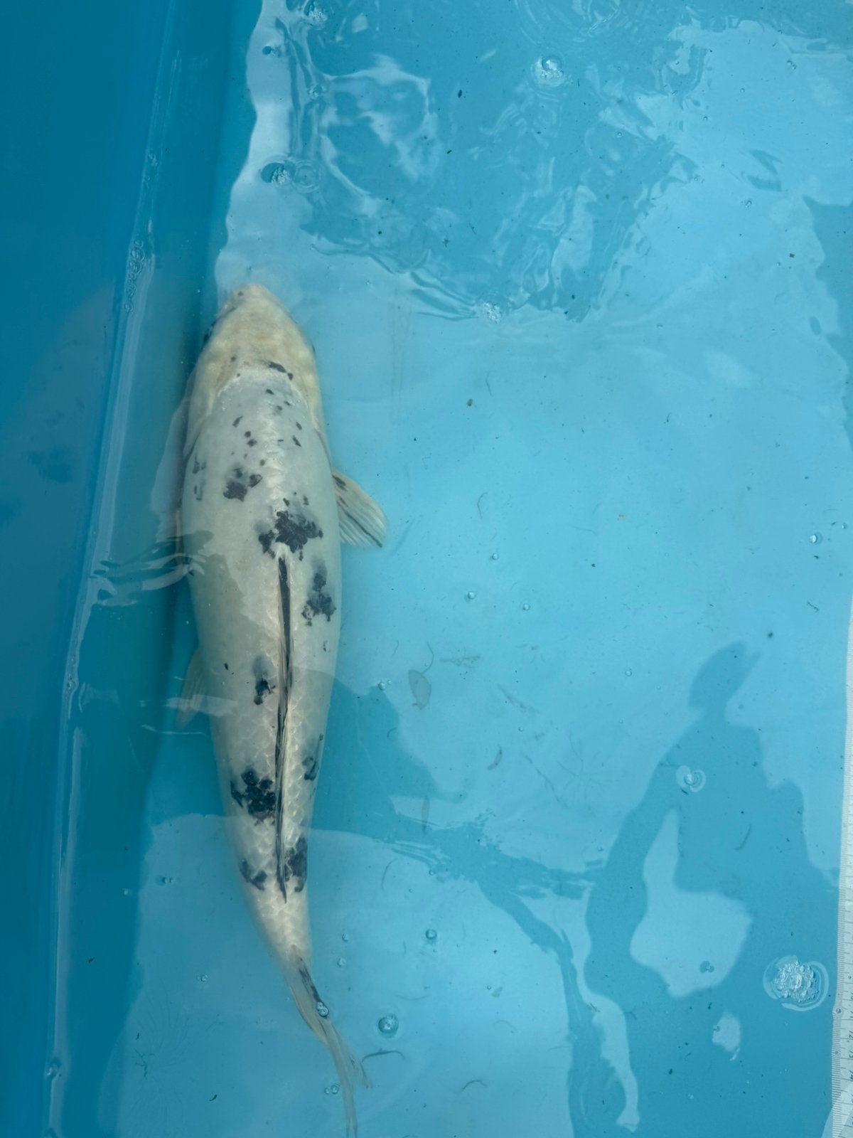 Bekko koi, Karper of Koi
