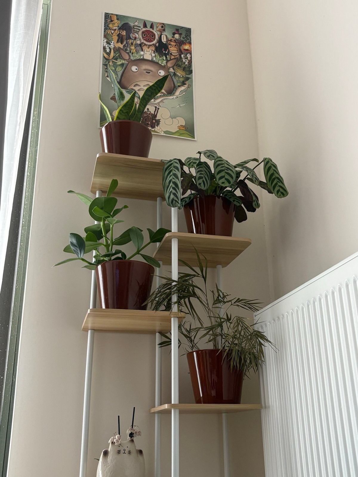 Witte Houten Plantenstandaarden, Ophalen, Ficus, Halfschaduw, In pot