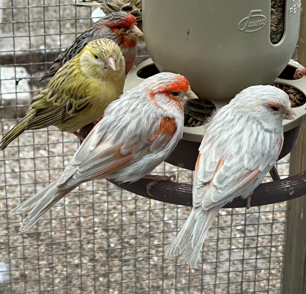 Rood agaat isabel mozaïek kanaries, Dieren en Toebehoren, Vogels | Kanaries, Meerdere dieren, Kleurkanarie