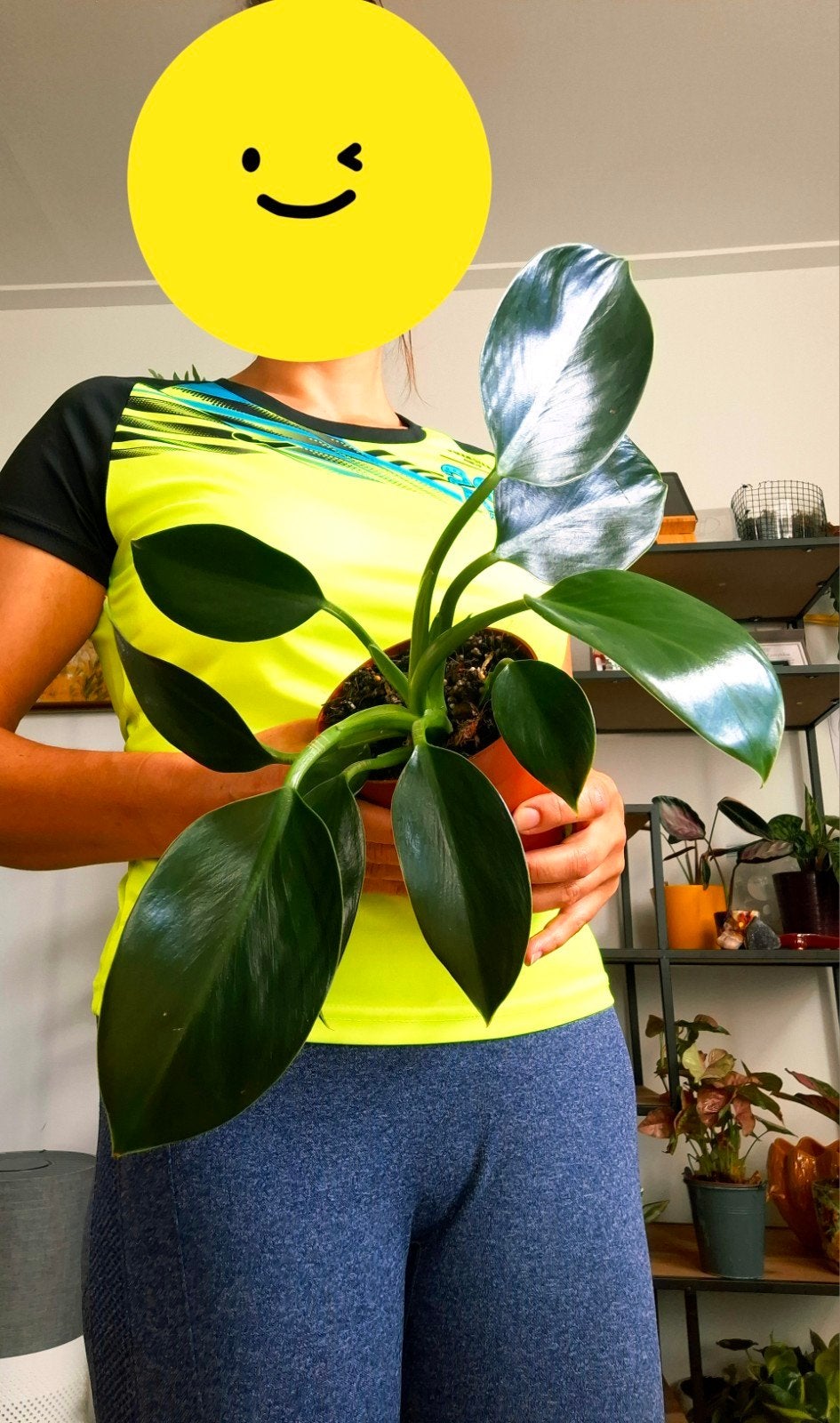 Philodendron Green princess - Potmaat 14, Overige soorten, Vaste plant, Ophalen of Verzenden, Bloeit niet